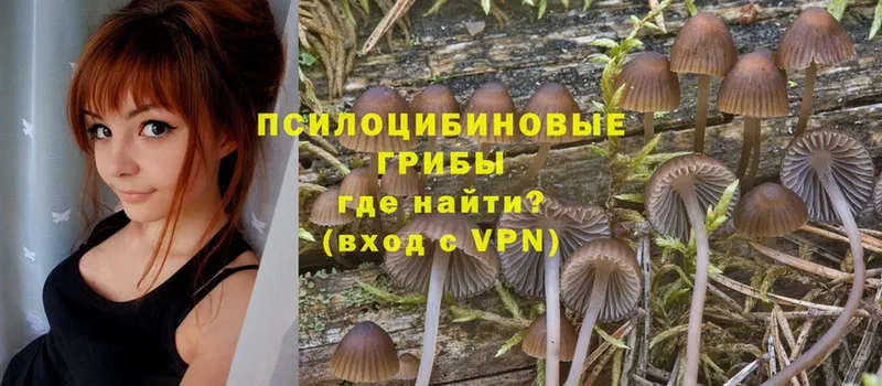 цены наркотик  omg ТОР  Галлюциногенные грибы Psilocybe  Северская 